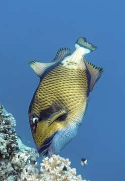 Titan triggerfish (Balistoides viridescens) feeding on stone coral, Red Sea, Aqaba, Jordan