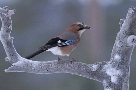 Eurasian jay (Garrulus glandarius), Kuusamo, Finland
