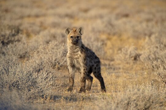 Spotted Hyena (Crocuta crocuta), Etosha National Park, Namibia, Africa