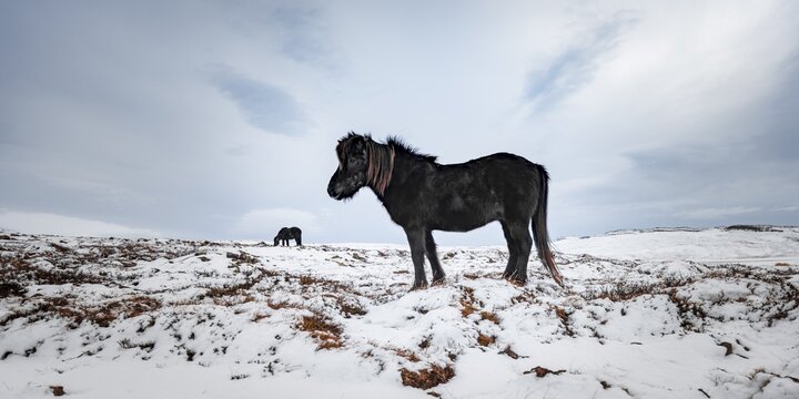 Black Icelandic horse (Equus islandicus) in barren landscape with snow, West Iceland, Iceland