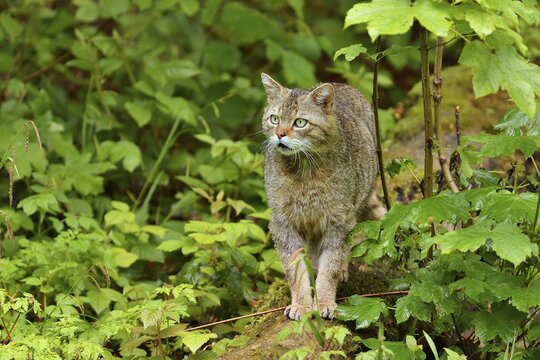 European wildcat (Felis silvestris silvestris), tomcat standing on tree trunk, captive, Switzerland