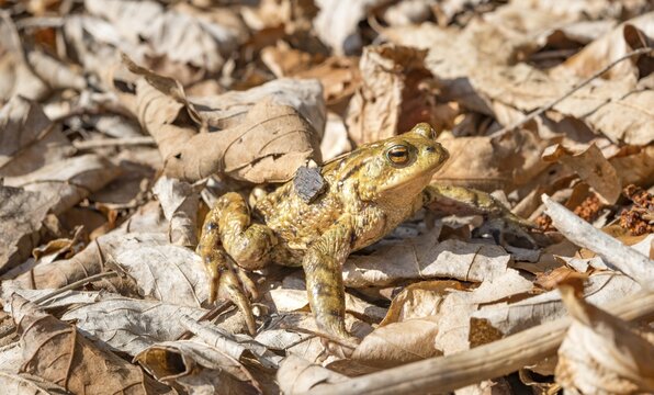 Common toad (Bufo bufo) in foliage, mating season, Stallauer Weiher, Bavaria, Germany