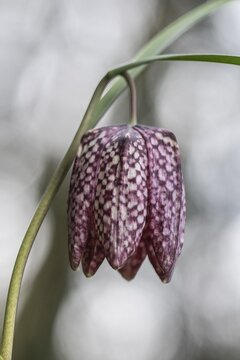 Snake's Head Fritillary (Fritillaria meleagris), Emsland, Lower Saxony, Germany
