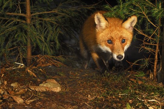 Red fox (Vulpes vulpes) hunting at night