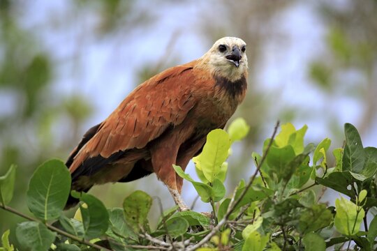 Black-collared hawk (Busarellus nigricollis), adult on a tree, calling, Pantanal, Mato Grosso, Brazil