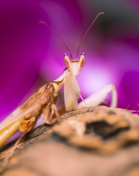 Mantis, nymph of the African flower mantis (Pseudocreobotra wahlbergii), captive, occurrence Africa
