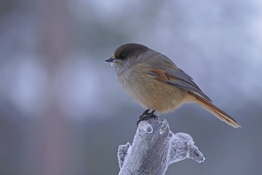 Siberian Jay (Perisoreus infaustus), Kuusamo, Finland