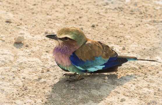 Lilac-breasted Roller (Coracias caudatus), Etosha National Park, Namibia