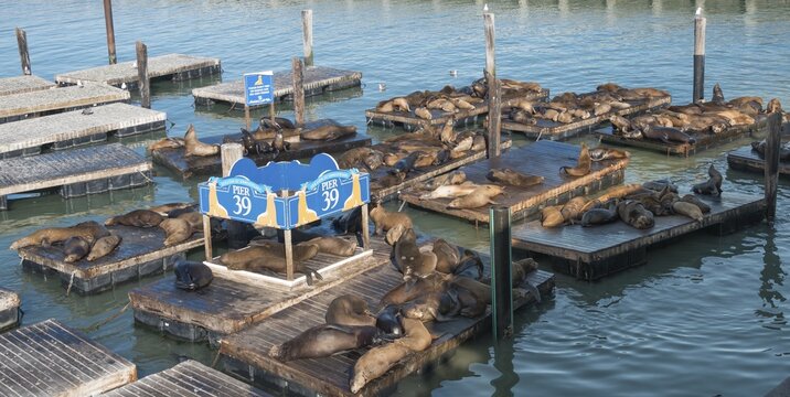Californian Sea Lions (Zalophus californianus) at Pier 39, Fisherman's Wharf, San Francisco, California