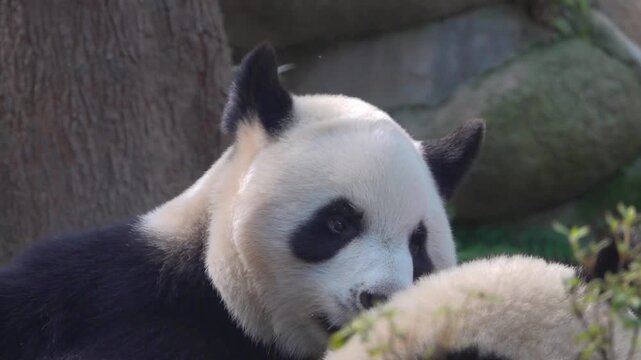 Most charming bear in world panda (Ailuropoda melanoleuca), A symbol of nature conservation WWF. Emblems of China. The bear eats bamboo omly - stenophagous animal,
