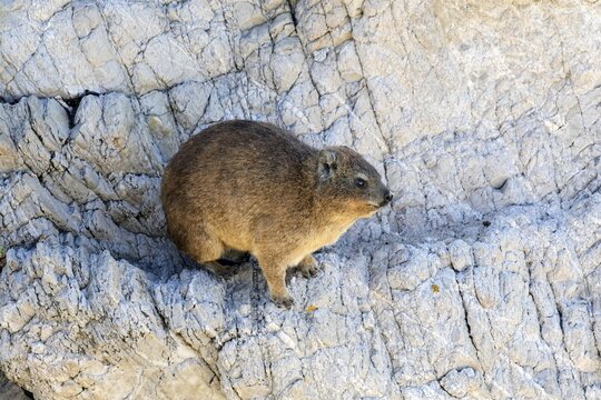 Rock hyrax (Procavia capensis), adult, rocks, alert, Stony Point, Betty's Bay, Western Cape, South Africa
