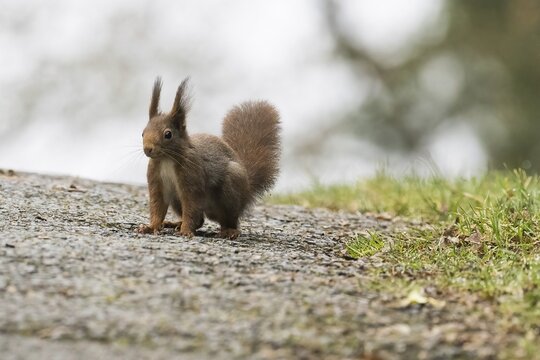 A squirrel (ciurus vulgaris) stands on an asphalt path with grass at the edge, surrounded by an autumnal atmosphere, Hesse, Germany