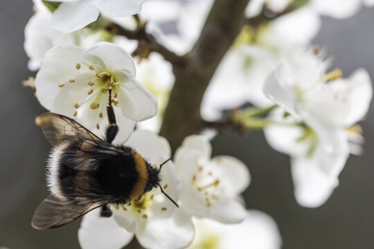 Large earth bumblebee (Bombus terrestris) on plum (Prunus domestica), Emsland, Lower Saxony, Germany