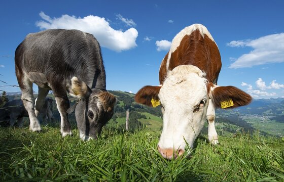 Young calves (Bos primigenius taurus) graze on a meadow, Simmental cattle and Grey cattle, Hochbrixen, Brixen im Thale, Tyrol, Austria