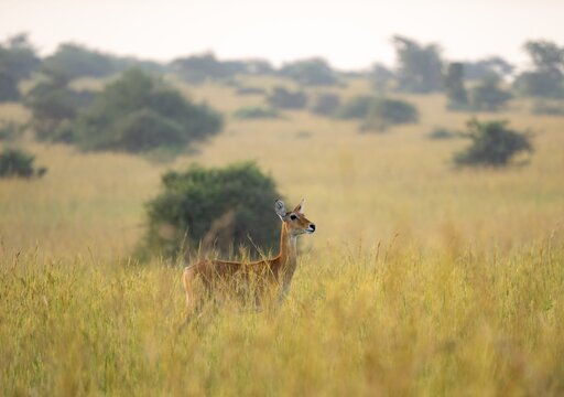 Ugandan antelope (Kobus thomasi) also known as Uganda kob, female in tall grass, Murchison Falls National Park, Uganda