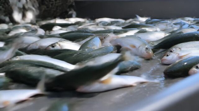 Tipping woven net spilling silver-green fish onto wet metal deck for sorting, fish thrashing