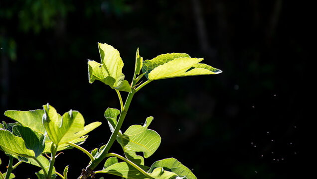 Hoja verdes iluminadas por la luz del sol, casi transl&uacute;cida, con sus venas bien marcadas. El fondo oscuro hace que el verde destaque much&iacute;simo, como si la hoja estuviera brillando por s&iacute; sola.