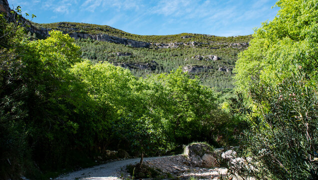 Paisaje de monta&ntilde;a muy natural y lleno de vida. En primer plano se ven &aacute;rboles altos con un follaje verde y denso, junto a un sendero o cauce de rio seco.
