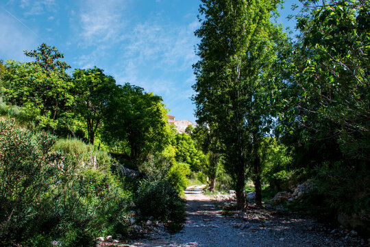 Paisaje de monta&ntilde;a muy natural y lleno de vida. En primer plano se ven &aacute;rboles altos con un follaje verde y denso, junto a un sendero o cauce de rio seco.