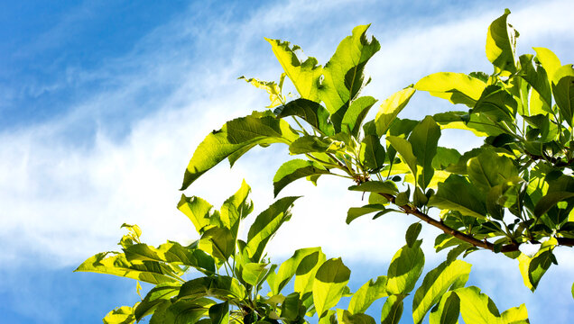 Populus lasiocarpa, com&uacute;nmente llamado &aacute;lamo collar chino, es una especie de &aacute;lamo nativa de los bosques h&uacute;medos de China. Est&aacute; estrechamente emparentado con Populus wilsonii, &aacute;lamo de Wilson.