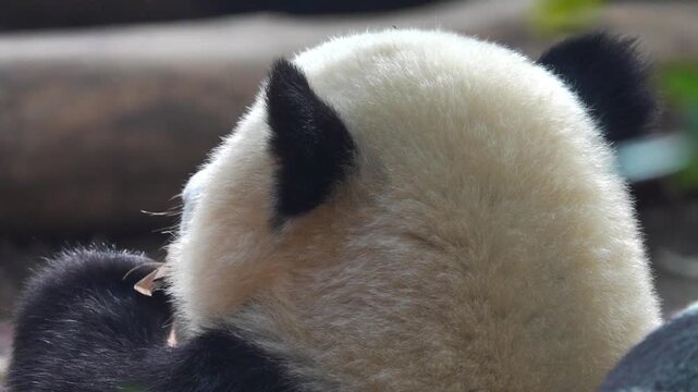 Most charming bear in world panda (Ailuropoda melanoleuca), A symbol of nature conservation WWF. Emblems of China. The bear eats bamboo omly - stenophagous animal,