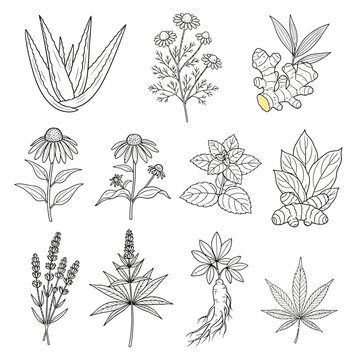 Hand drawn herbal medicinal plants collection vector illustration