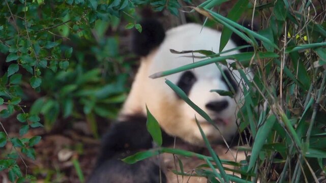 Most charming bear in world panda (Ailuropoda melanoleuca), A symbol of nature conservation WWF. Emblems of China. The bear eats bamboo omly - stenophagous animal,