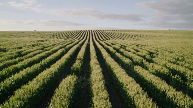 Tracking drone starting forward, filming centered green crop rows over farmland, highlighting depth