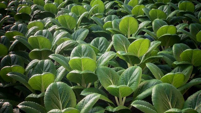Pulling back camera revealing broadleaf greens with dew in nursery bed to show healthy crop growth