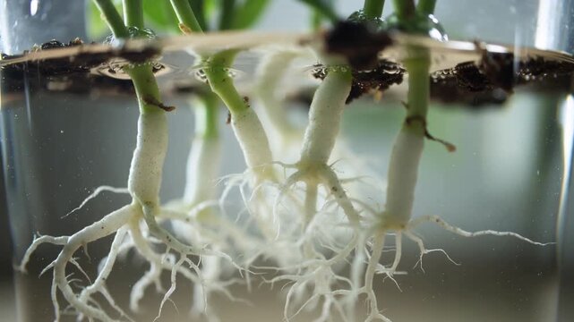 Recording camera capturing water motion revealing plant cuttings' roots in glass jar for study