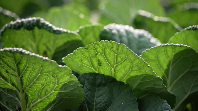 Sunlight shifting and breeze moving cluster of cabbage leaves in garden, revealing veins and dew