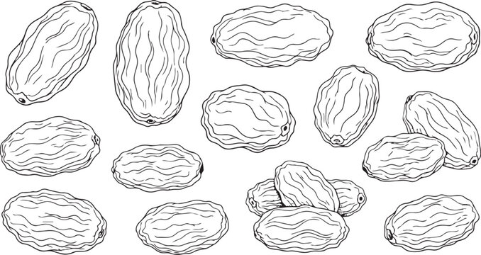 Hand drawn raisin collection vector sketch realistic wrinkled texture isolated on white background