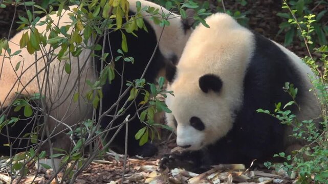 Most charming bear in world panda (Ailuropoda melanoleuca), A symbol of nature conservation WWF. Emblems of China. The bear eats bamboo omly - stenophagous animal,