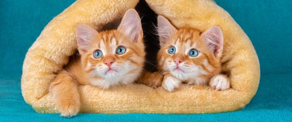 Fototapeta premium Two cute ginger kittens are sitting in a soft, warm, and breathable triangular cat house. The kittens are in a tunnel on a blue background. Real Photo