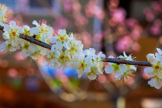 Plum branch with white flowers extends into view while other blooming trees in spring.
