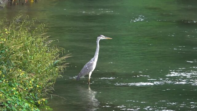 Grey heron during wintering in China, Chengdu