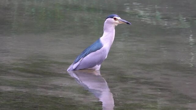 night heron (Nycticorax nycticorax) during wintering in China, Chengdu