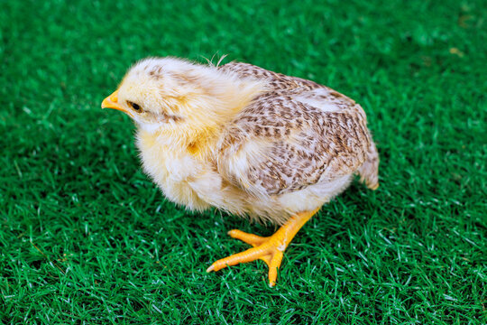 Chick moves on green grass under sunlight in natural setting.