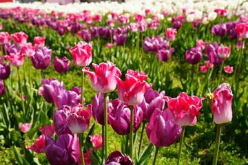 Obraz premium Vibrant Tulip Fields in Bloom at the Base of Mount Hood in Spring, Oregon