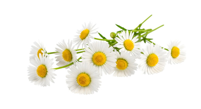 Bunch of white and yellow dai dais on black background with green.