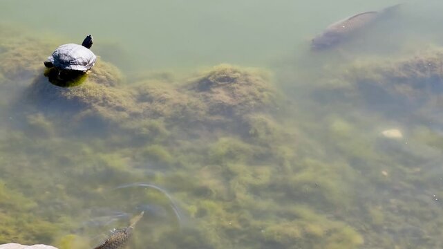 Turtle rests on rock while fish swim in water among algae in local pond