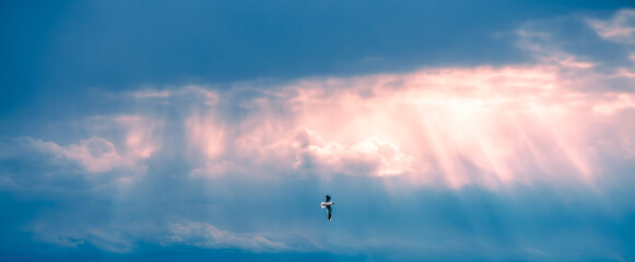 Fototapeta premium Loneliness and freedom embodied by a lone bird soaring gracefully across a dramatic sky, with sun rays piercing through colorful clouds creating a path of light and hope