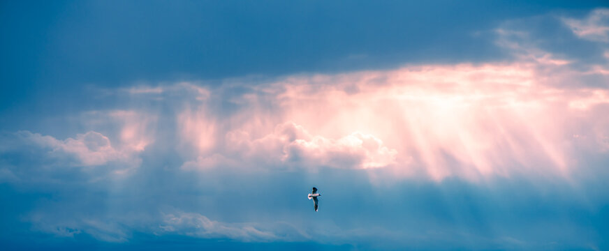 Loneliness and freedom embodied by a lone bird soaring gracefully across a dramatic sky, with sun rays piercing through colorful clouds creating a path of light and hope