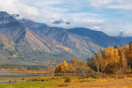 A beautiful autumn forest with bright yellow birch against a backdrop of snow-capped mountains. Tunka Valley. Buryatia, Russia