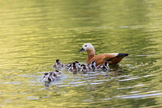 Mother Ruddy shelduck with her ducklings close up