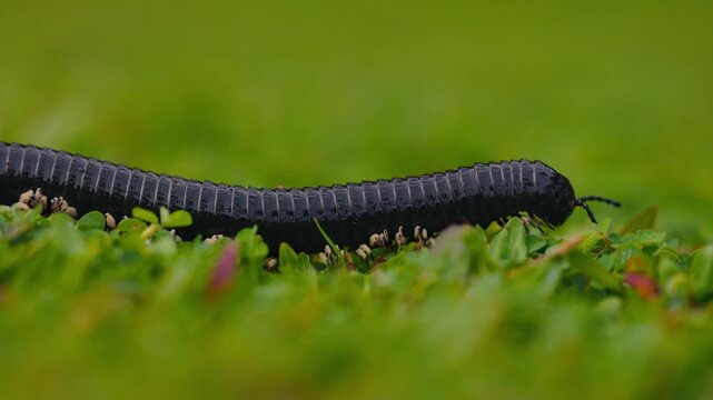 Giant millipede Spirostreptus centrurus crawling through green grass in natural habitat, detailed macro view of a large arthropod moving slowly with many legs, wildlife