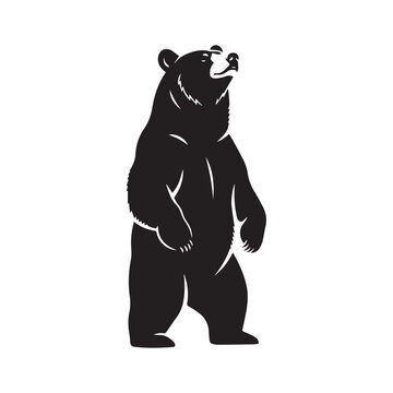 Black bear standing upright on two legs
