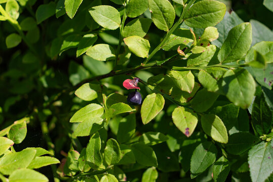 Single bilberry (Vaccinium myrtillus) edible fruit plant