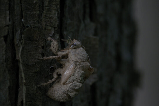 Cicada Emerging from Exoskeleton on Tree Bark, Insect Metamorphosis Close-Up