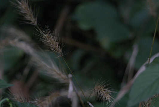Foxtail Grass Seed Heads in Soft Light, Wild Meadow Grasses
